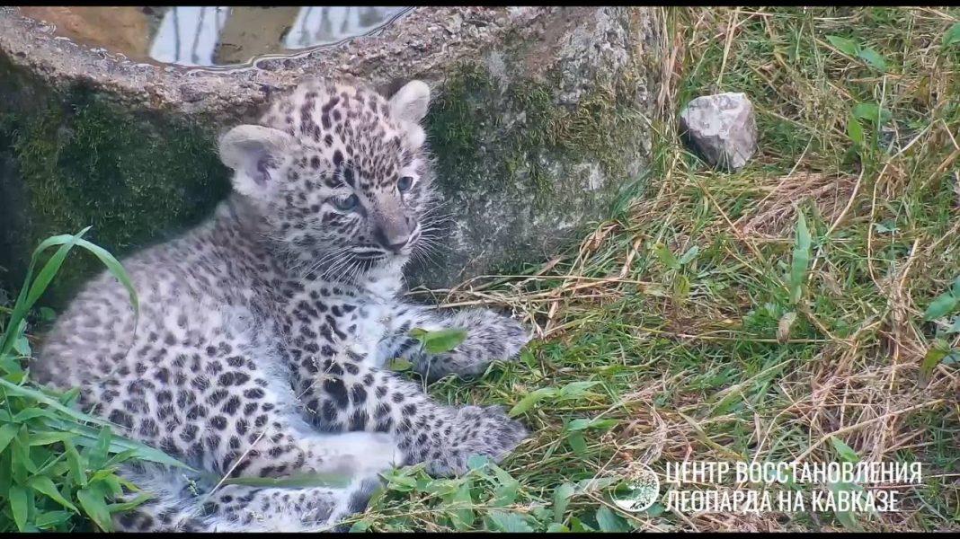 Редкие кадры: в Сочи детеныш леопарда первый раз вышел из вольера