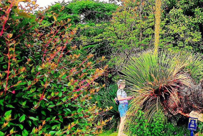 В Сочи зацвело старое растение, на основе которого делается крепкий напиток