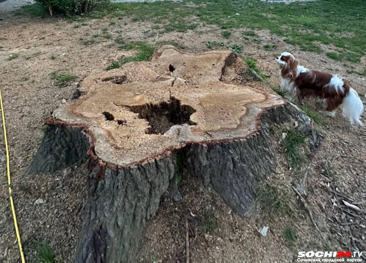 Остались только зияющие дыры: возле гостиницы «Приморской» срубили дубы