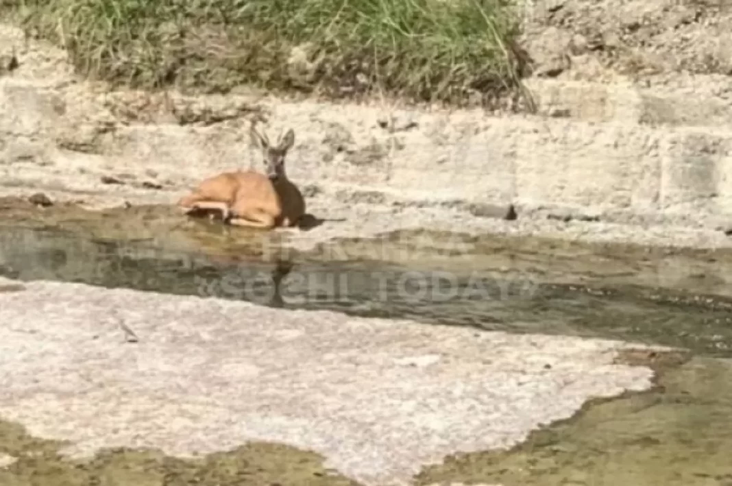 В Сочи на реке Мацесте заметили олененка, угодившего в бетонную западню