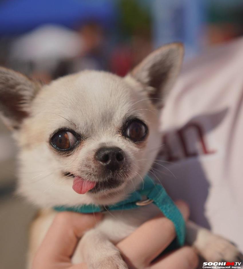 Парад мосек, рекорд России и «Море лап»: как прошел самый хвостатый фестиваль Сочи