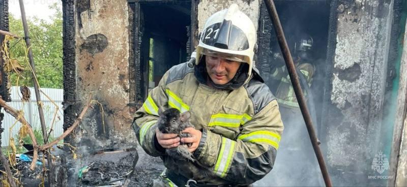 Спасли пушистиков: в Сочи пожарники вытащили из пламени трёх карликовых кроликов