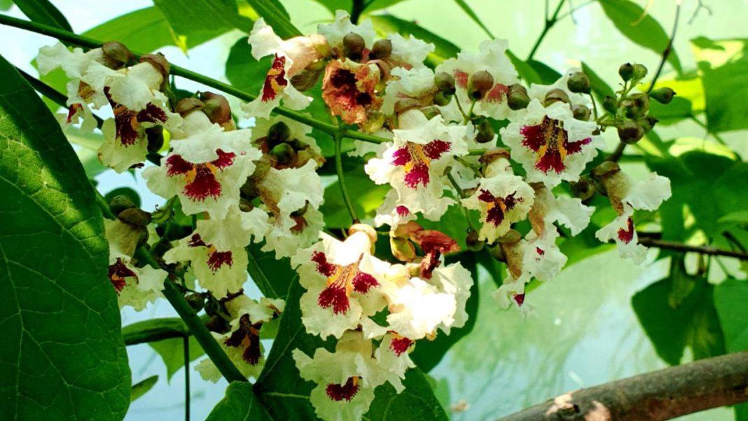 В Сочи зацвели реликтовые орхидейные деревья