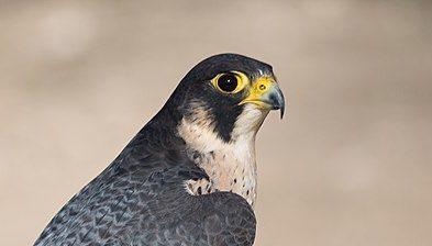 В Сочи в долине реки Псезуапсе обнаружено логово сапсана: что он скрывает