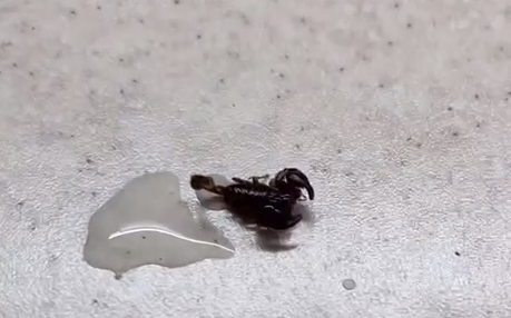 Опасные соседи: сочинцы обнаружили скорпиона у себя в квартире