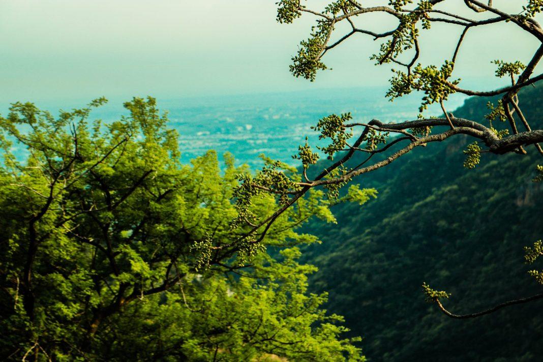 В Сочи в Тисо-самшитовой роще произошла трагедия