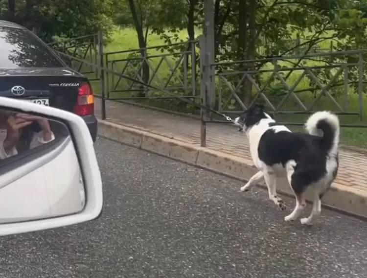 Жуткие кадры: в Сочи женщина издевалась над собакой, привязав ее к едущей машине
