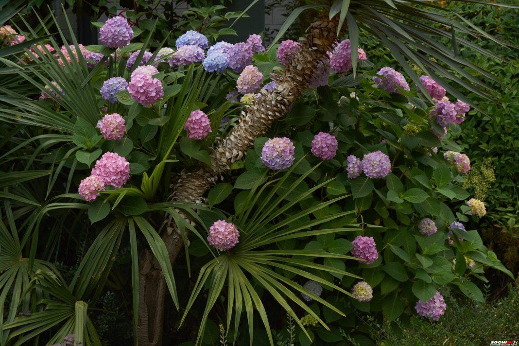 Сочи «утонул» в красоте: на курорте пришло время цветения гортензии