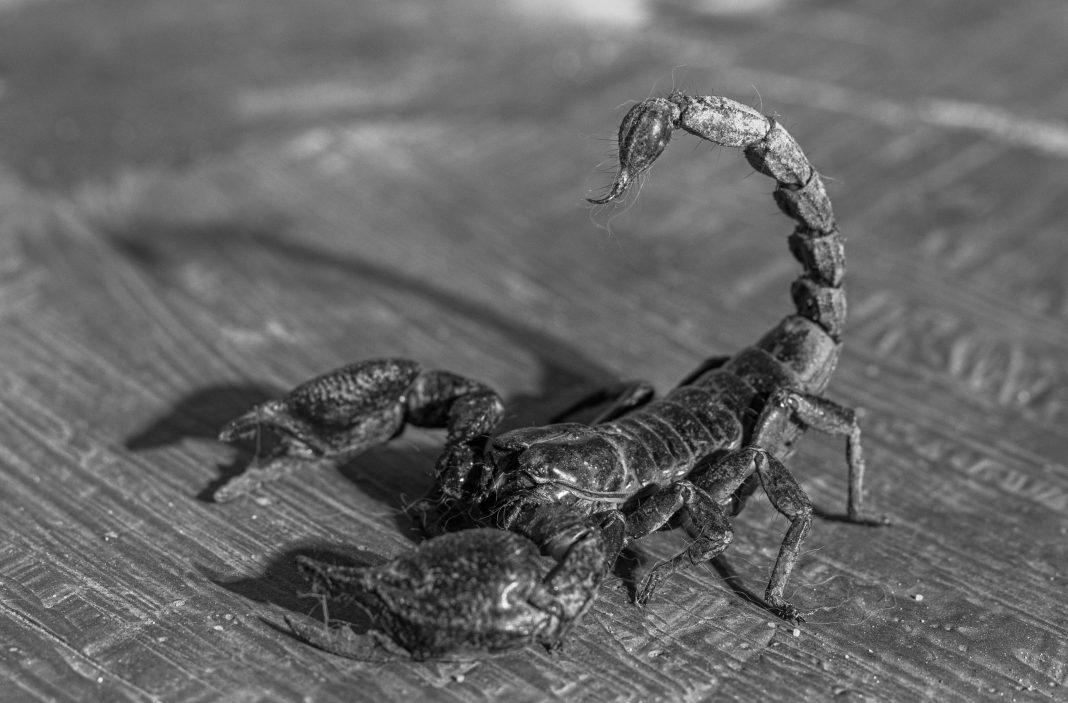 Громкий ужас: скорпион тайно проник в частный дом в Сочи (видео)