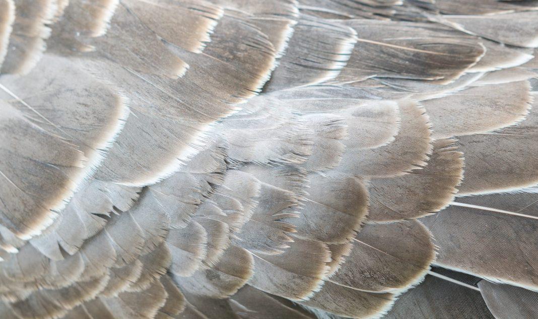 Зоозащитники спасли трех лебедей: гордых птиц привезли в Сочи с берегов Волги