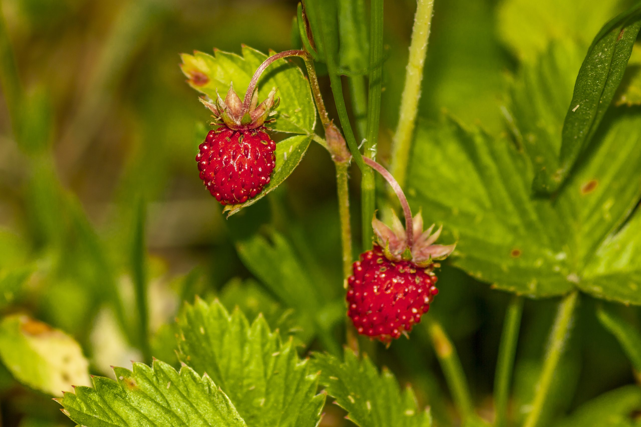 Free stock photo of agriculture, berry fruit, close-up