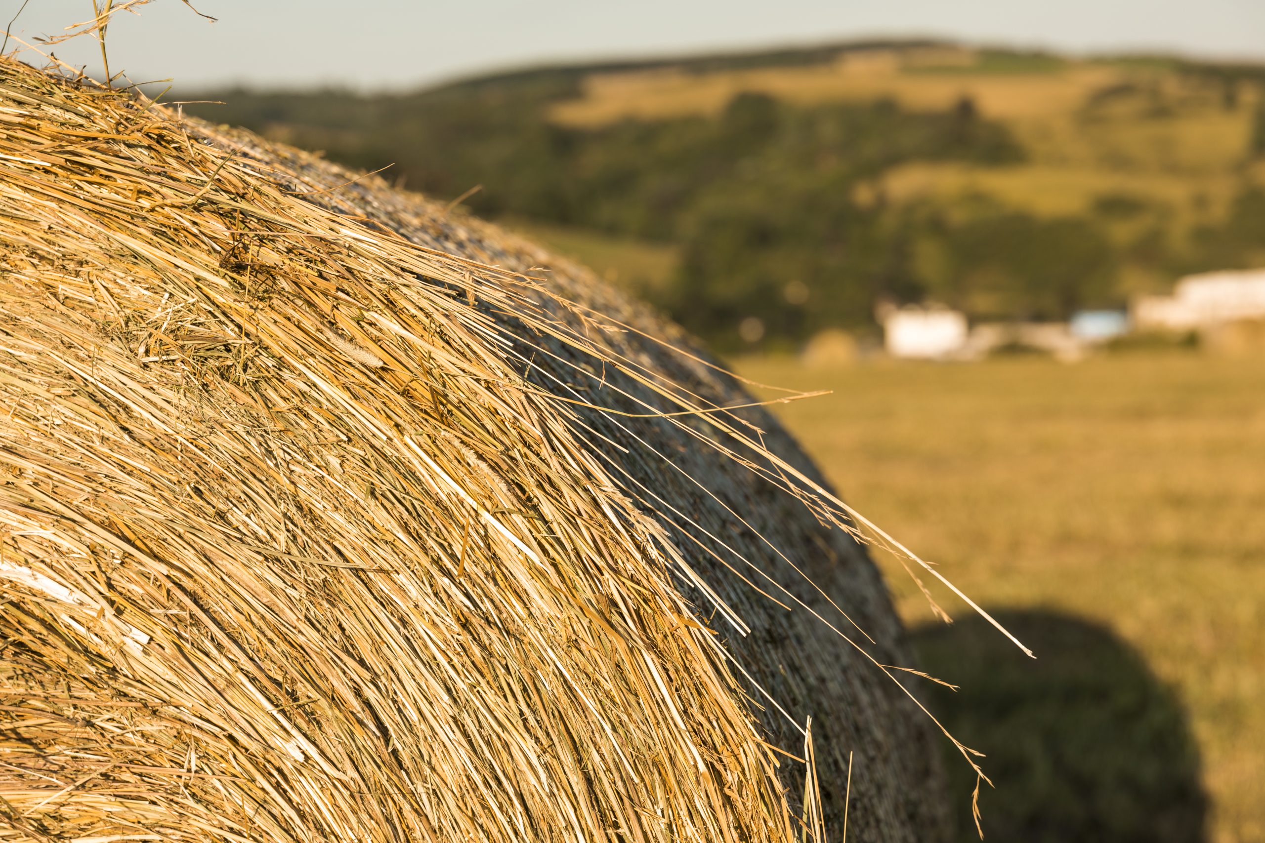 close-up-roll-hays-field