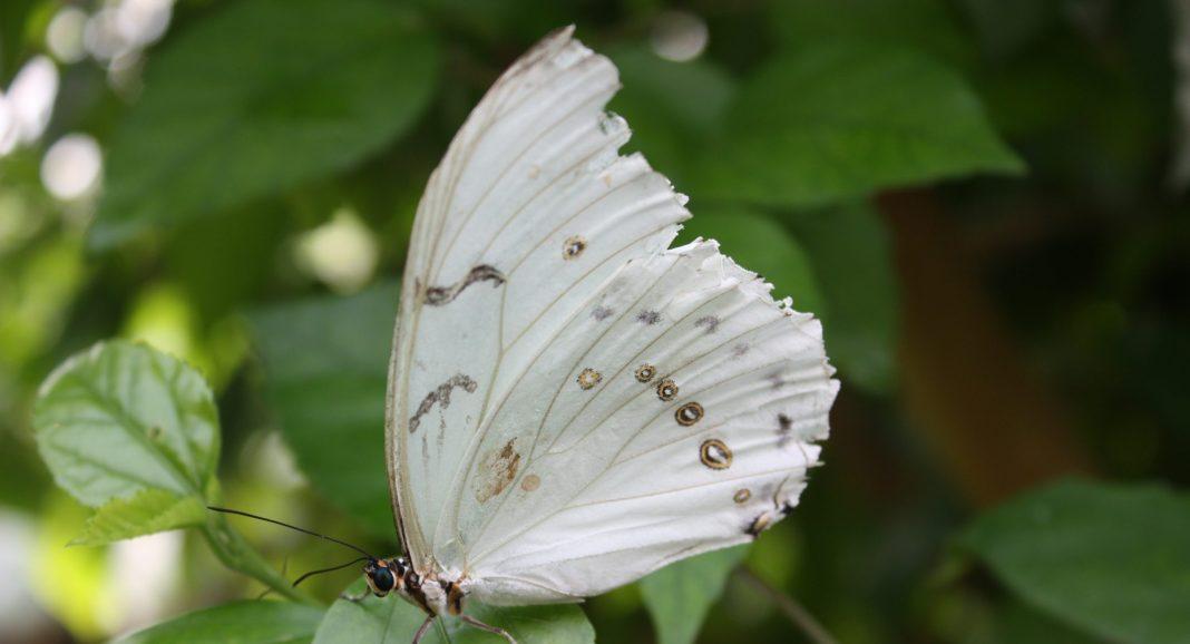 Убийственно красивые вредители уничтожают деревья Сочи: с ними уже начали бороться