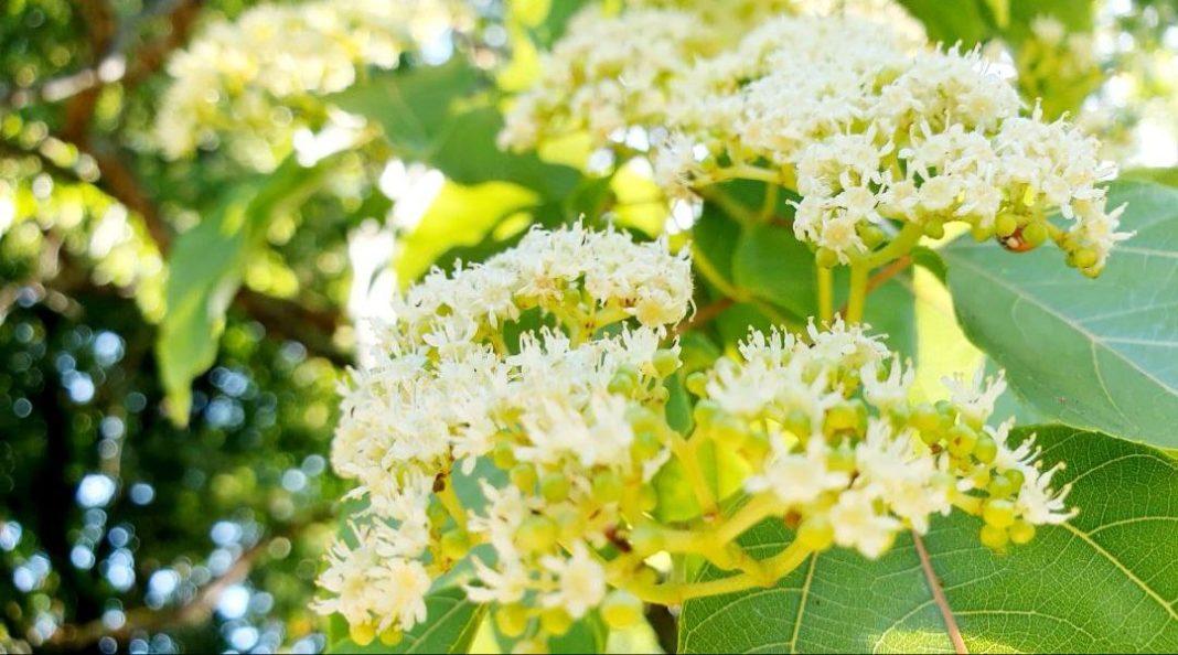 «Конфетное дерево» расцвело в одном из дендропарков Сочи, но полюбоваться им успеют не все