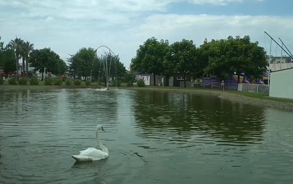 В Сочи выпустили в озеро спасённых лебедей