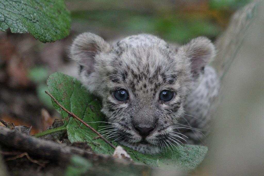 Леопардики в горах Сочи: самый пушистый праздник года