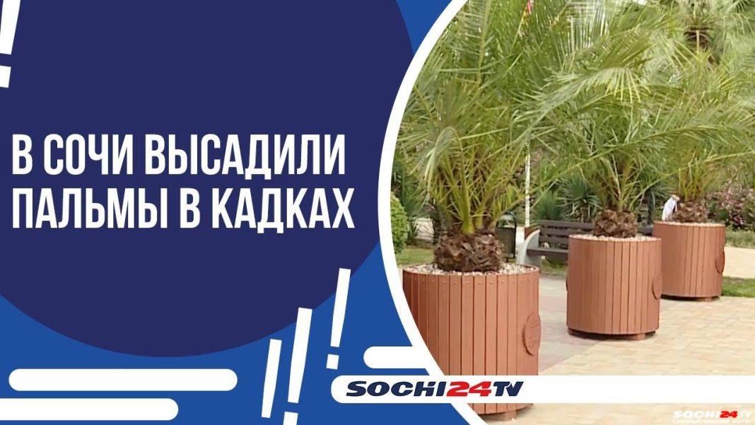 Будет ли пальмам хорошо в горшках: что думают жители Сочи