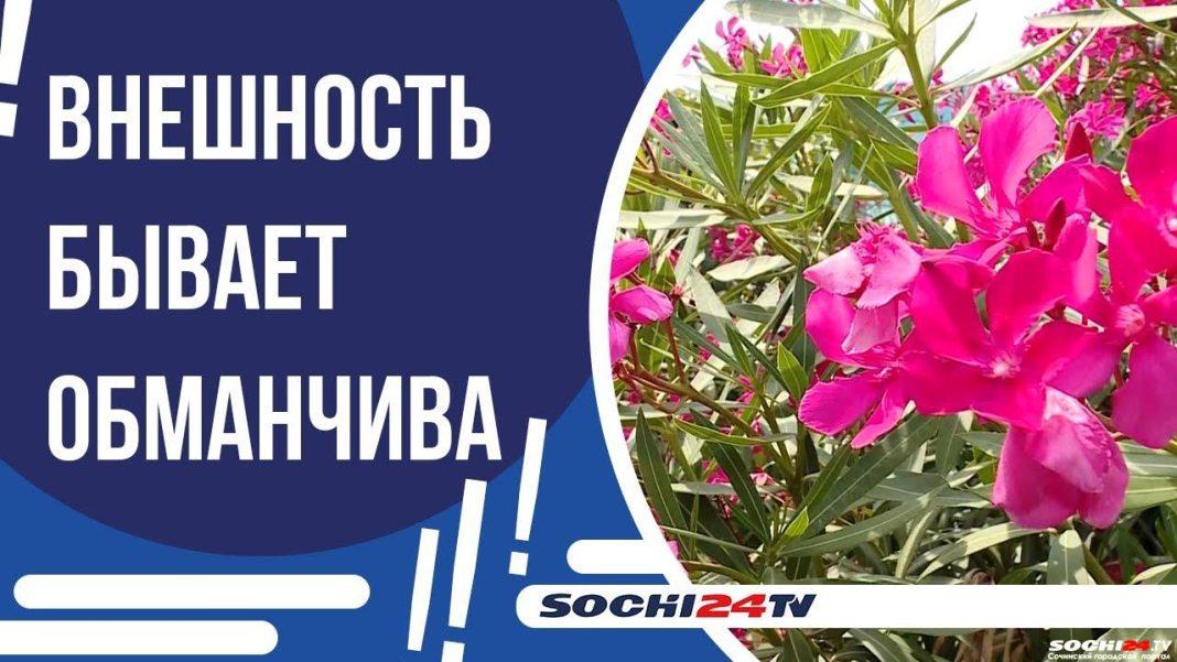 Понюхал и умер: в Сочи зацвели ядовитые растения