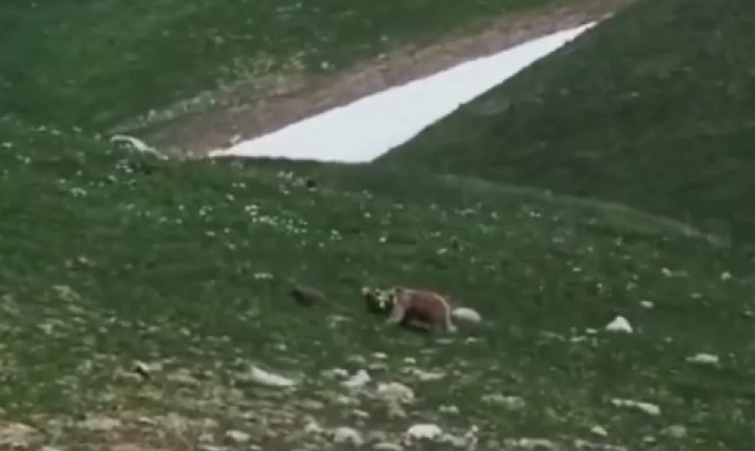 Мужчина с детьми столкнулся с медведицей и медвежатами в горах Краснодарского края
