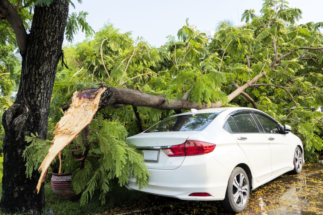 Огромное дерево упало на машину, в которой находилась семья: ЧП произошло на Мацесте
