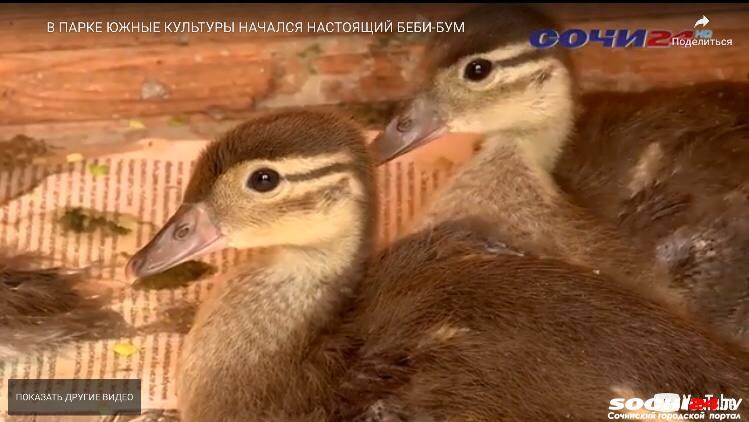 Утиный бэби-бум начался в дендропарке «Южные культуры»