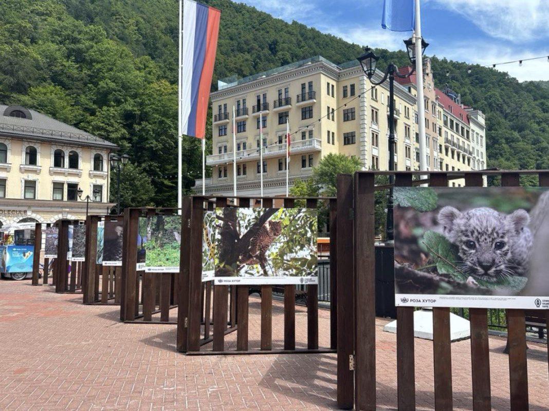 День переднеазиатского леопарда празднуют на «Розе Хутор»