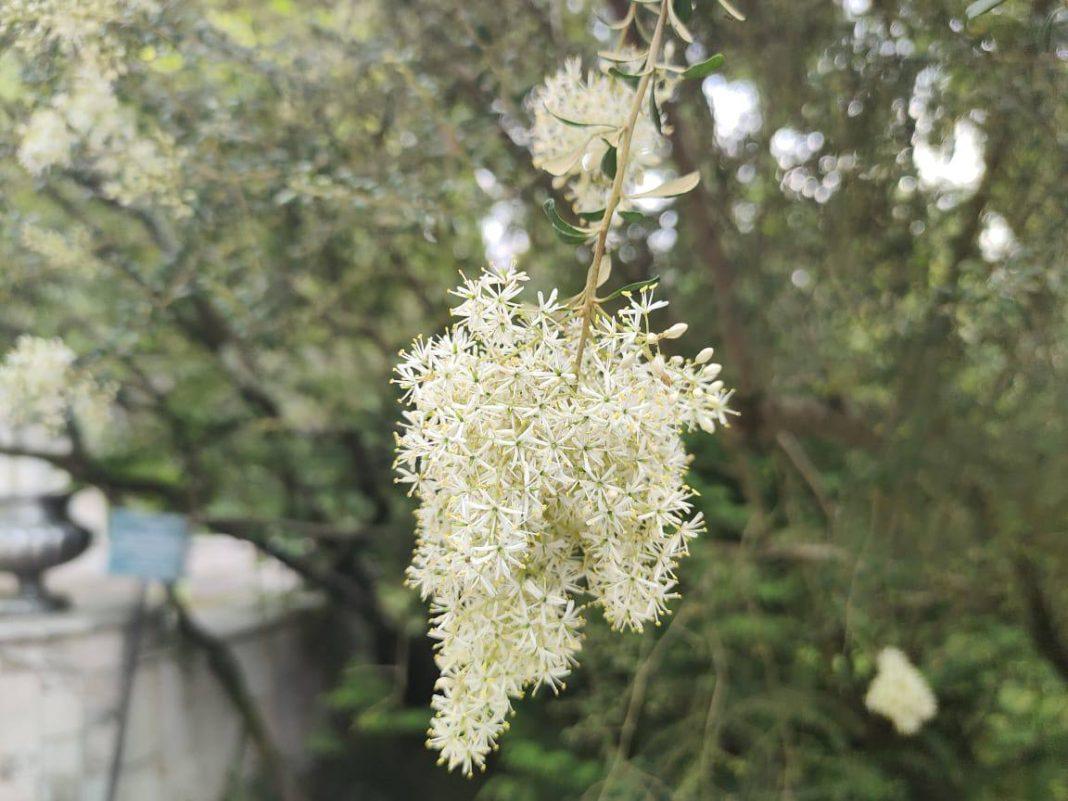 «Зима» посреди лета: Рождественское дерево цветет в Сочи