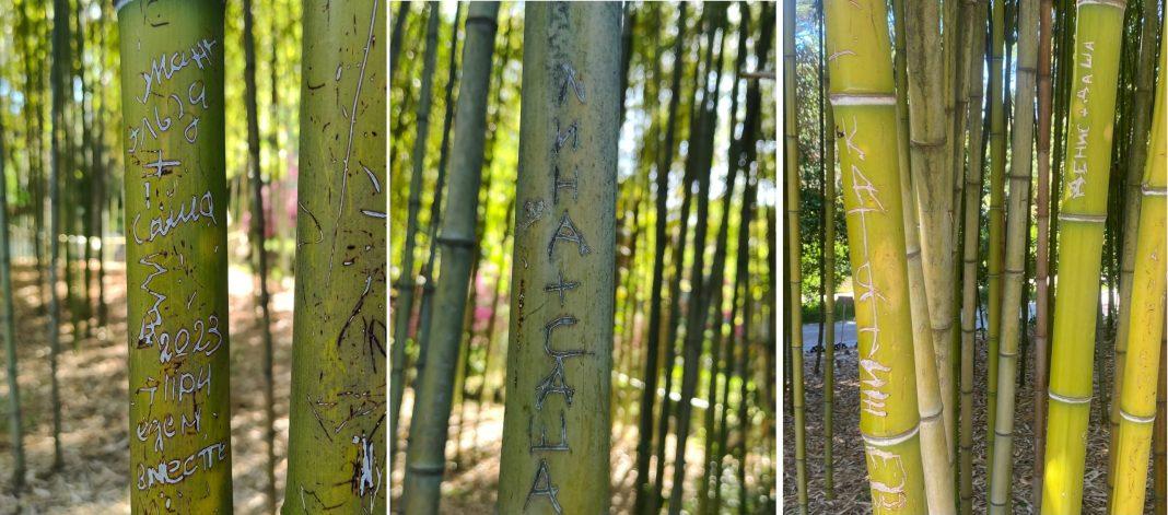 Спасите наши души: «татуировки» убивают бамбук в Сочи