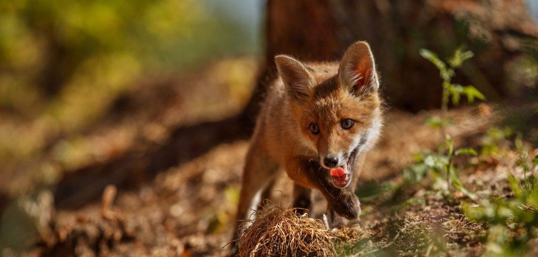 В горном кластере Сочи заметили лисицу: она куда-то торопилась, но все же попала в объектив камеры