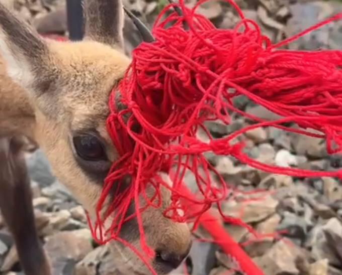Краснокнижная кавказская серна застряла в сетях в горном кластере Сочи: удалось ли ее спасти