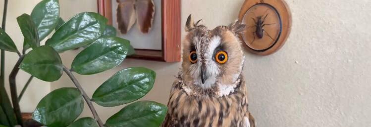 Милый совенок Шуша посетил Сочинское географическое общество