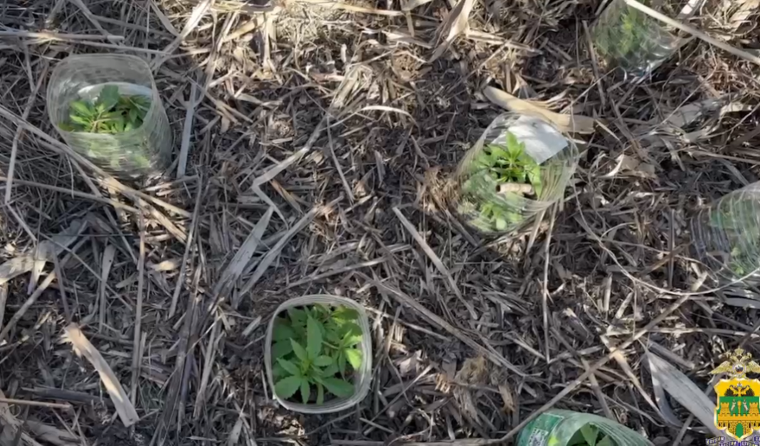 Полиция обнаружила сад конопли и арестовала его владельца