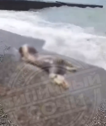 Обглоданное тело лежало на берегу: туристы в Сочи наткнулись на шокирующую находку