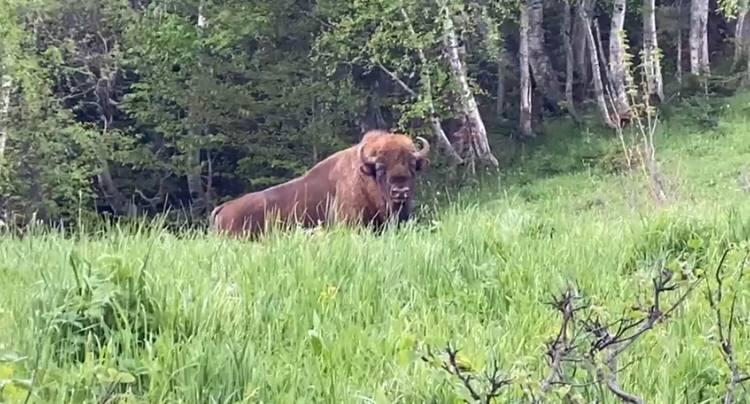 Уникальные кадры: в Сочи проводится ежегодный учет зубров