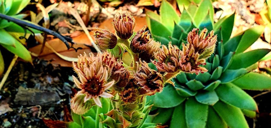 Каменная роза зацвела в Сочи: увидеть ее можно лишь в течение месяца, поскольку она очень редкая