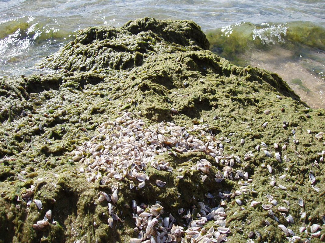 Отдыхающие бегут из Анапы: что не так с черноморским курортом