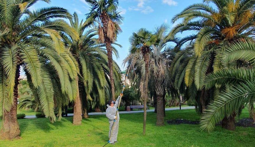 Деревья и кустарники Сочи защитили от вредителей: главная угроза — американская белая бабочка