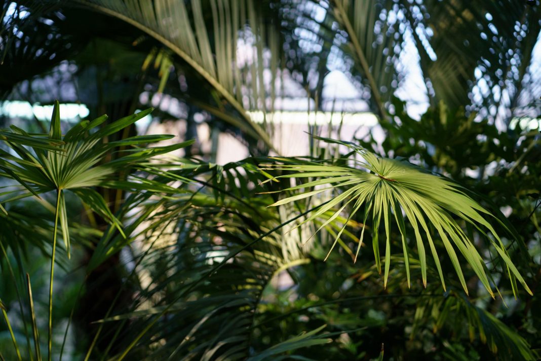 Жаркий июль передает эстафету августу: синоптик Шувалов рассказал о погоде в Сочи на ближайший месяц