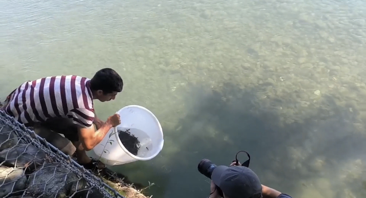 В реку Мзымта выпустили мальков лосося: через 18 месяцев он вернется в Черное море