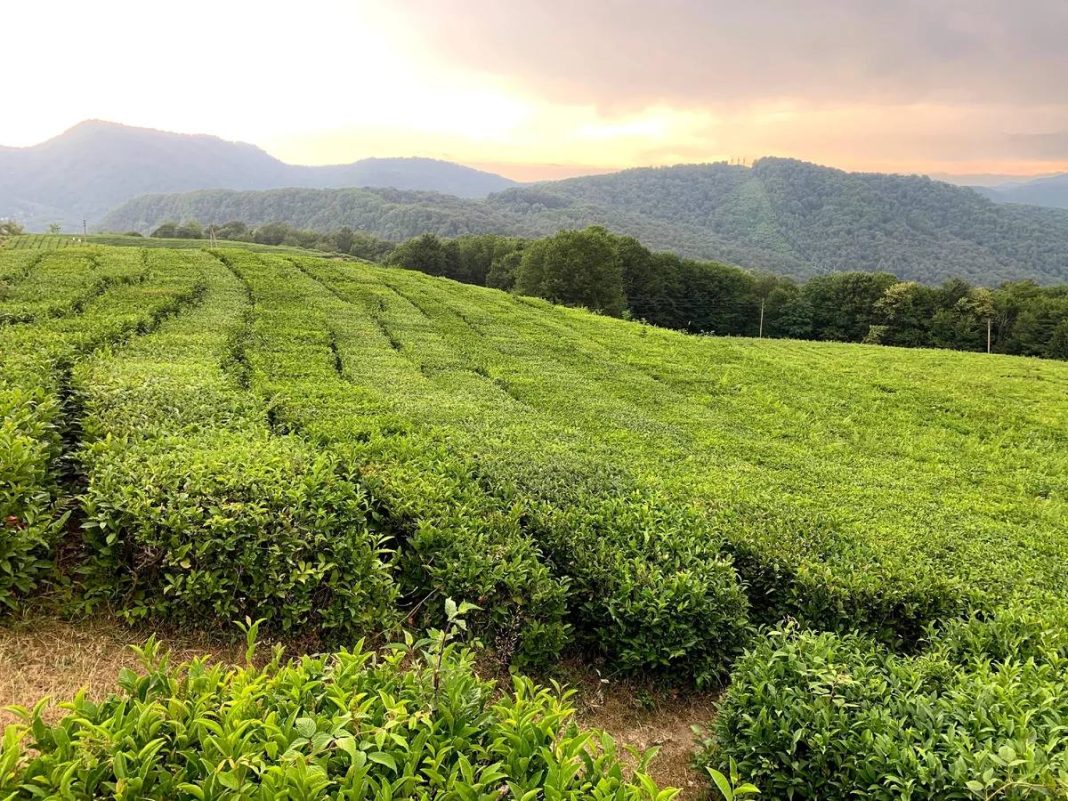 Агробиотехнопарк появится в Сочи: инвестиции составят 4 миллиарда рублей