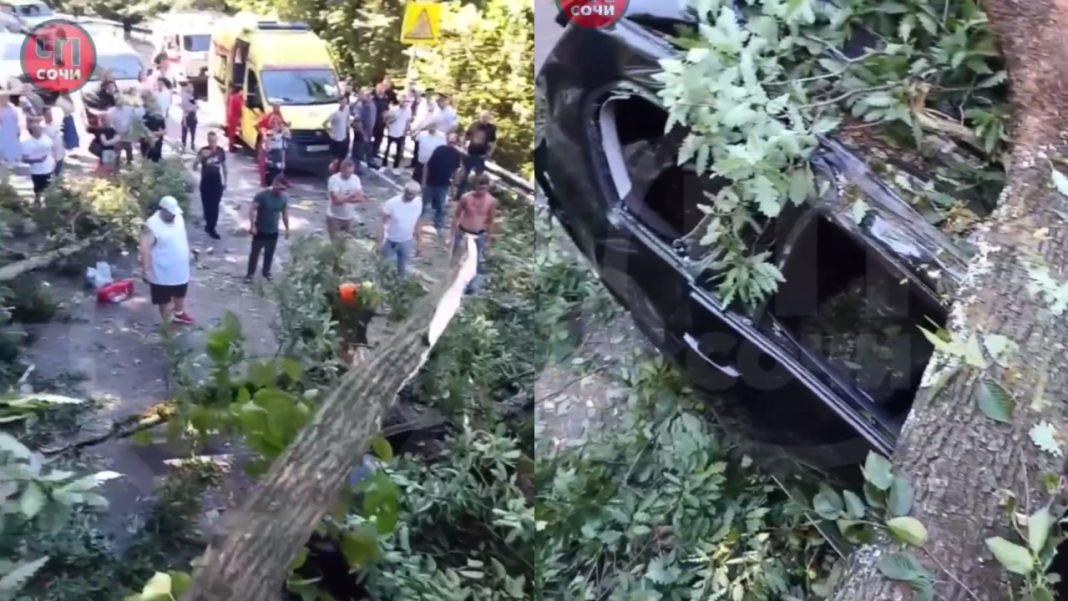 «Дороги просто нет»: на трассе в Сочи на машину упало дерево, перекрыв движение