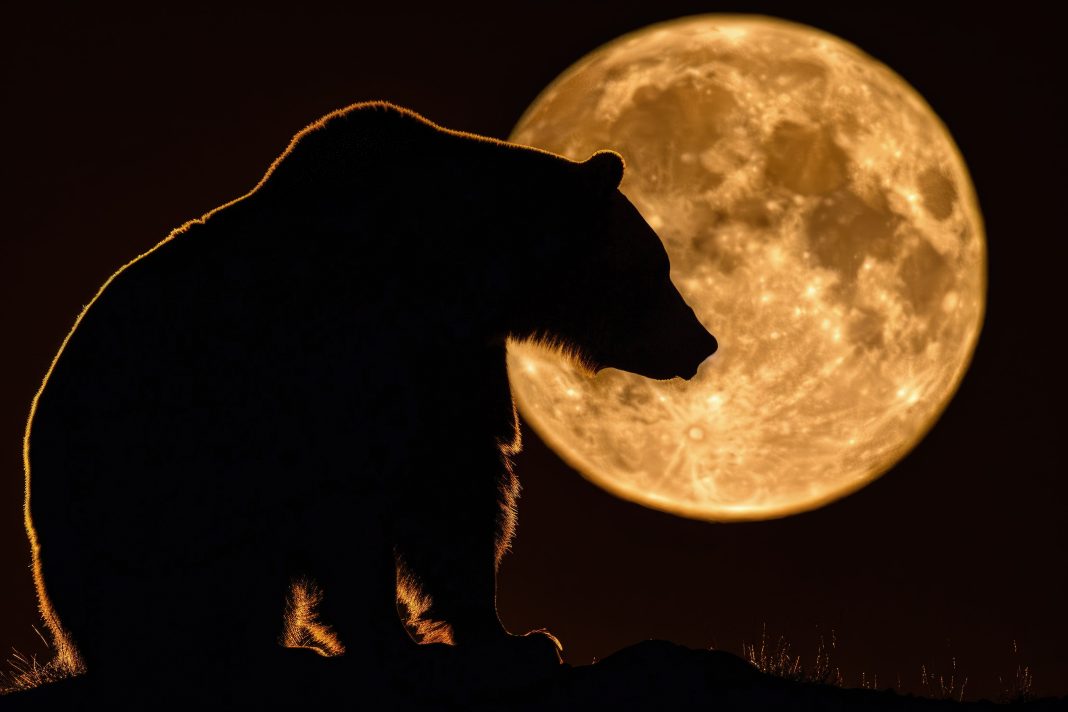 Бурого медвежонка заметили ночью на трассе в Красной Поляне (видео)