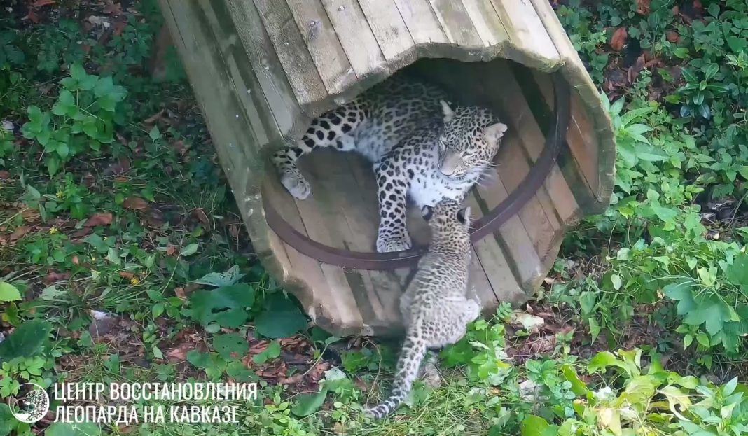 Трехлапая Олимпия из Сочи учится быть мамой: игры леопарда и малыша-непоседы сняли на видео