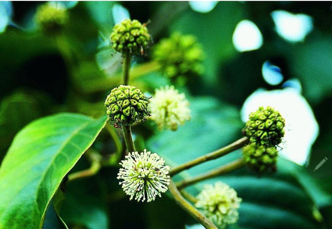 Дерево счастья цветет в дендропарке «Южные культуры»