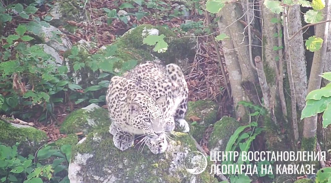 Неудачный выпуск на свободу: в Сочи сообщили об убийстве леопарда Терека