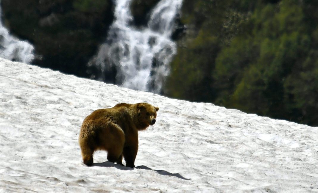 В горах Сочи нашли 68 одиноких медведей