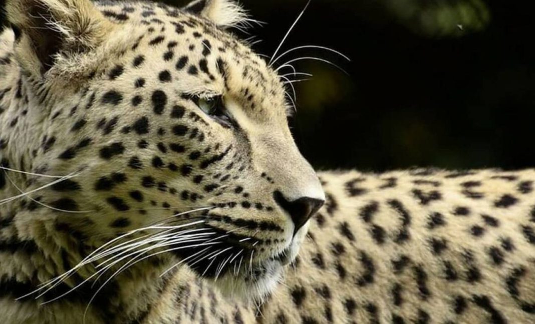 Самку переднеазиатского леопарда по кличке Рица не выпустят в дикую природу