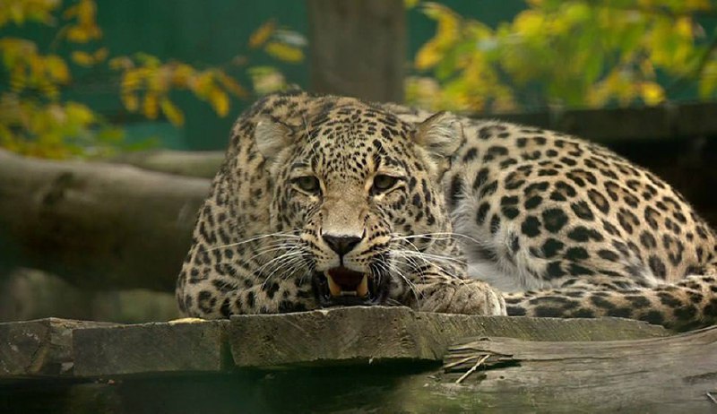 Появились новые детали в деле об убийстве краснокнижного леопарда Терека