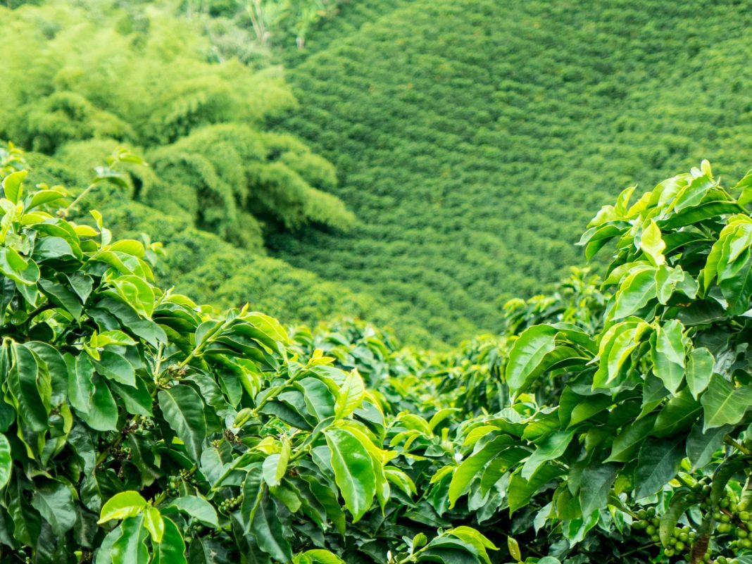 Чайные плантации в Сочи ожидает реконструкция: их площадь составит 350 га