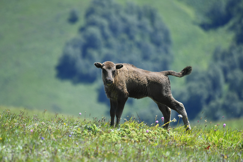 Ученые: ареал зубров в Кавказском заповеднике Сочи начал расширяться